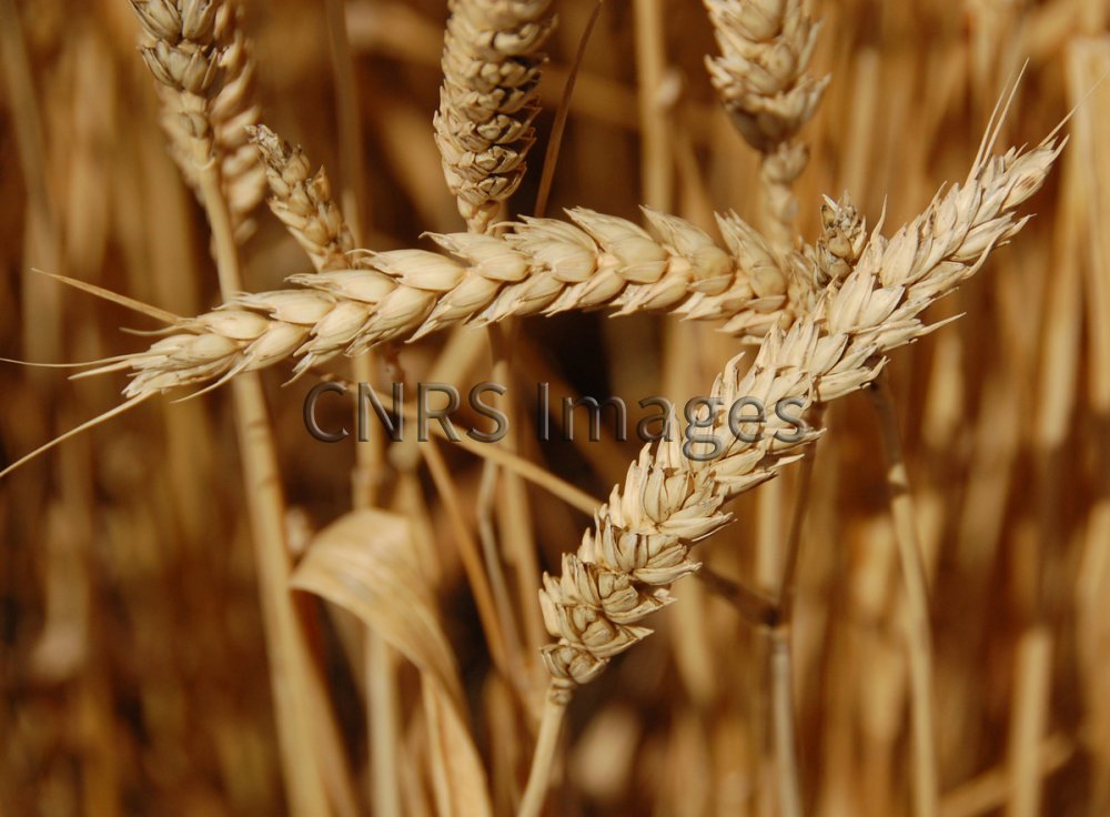 Epi de blé