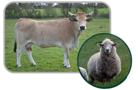 vache et brebis